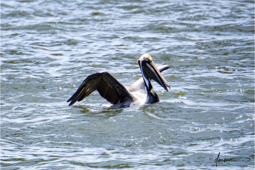 Brown Pelican- Swimming 5