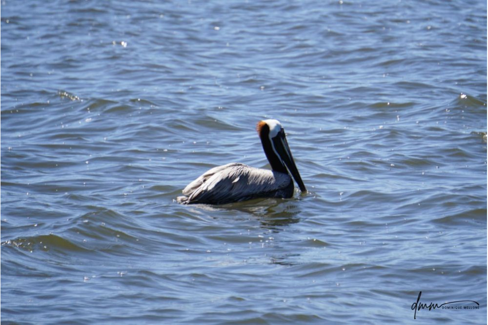 Brown Pelican- Swimming 6