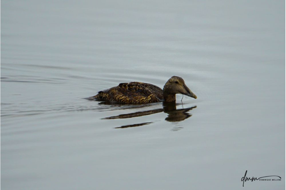 Common Eider 1