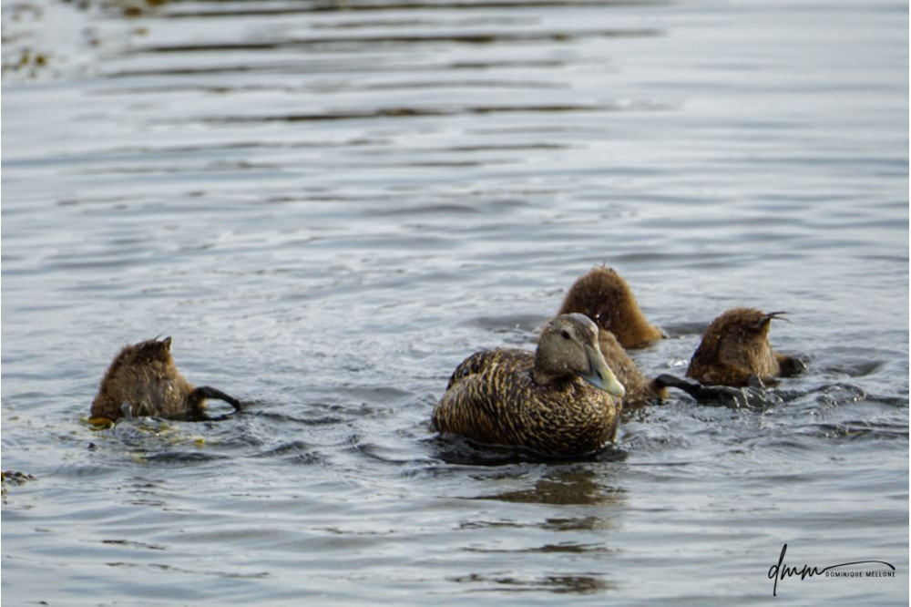 Common Eider- Babies Upside-Down