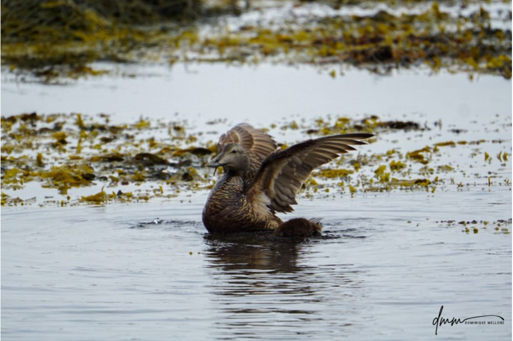 Common Eider- Flapping 1