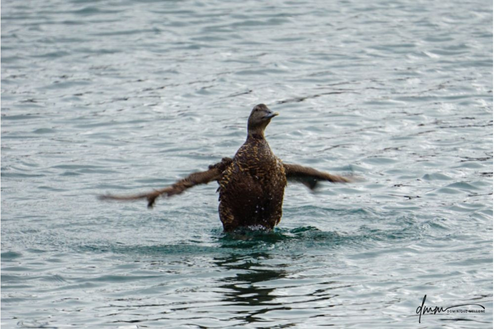 Common Eider- Flapping 2