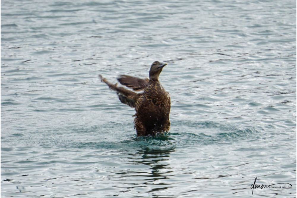 Common Eider- Flapping 3