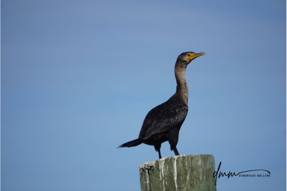 Double-Crested Cormorant 1