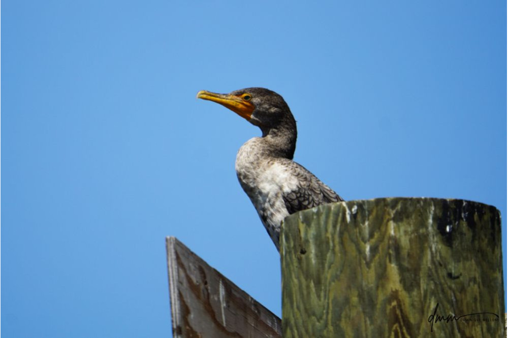 Double-Crested Cormorant 2