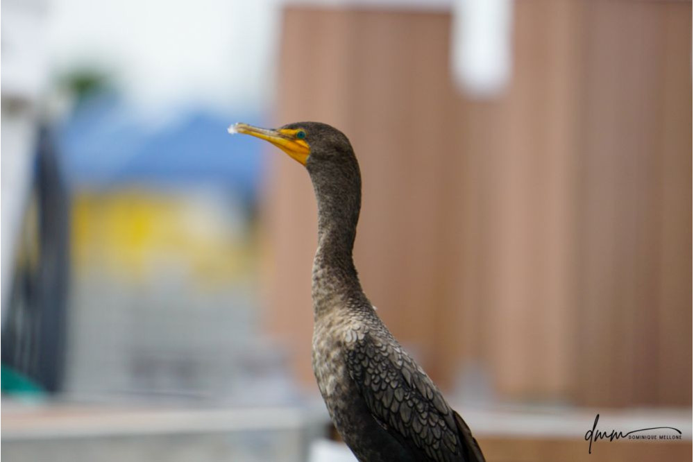 Double-Crested Cormorant 3