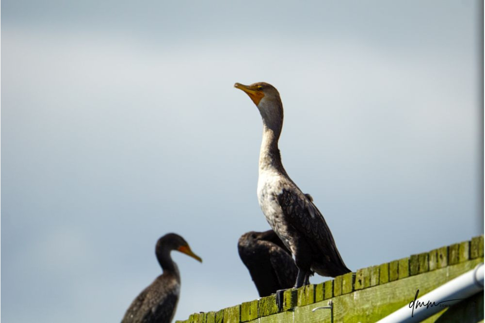 Double-Crested Cormorant 4