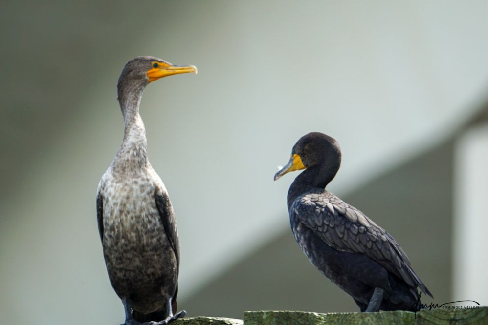 Double-Crested Cormorant 5