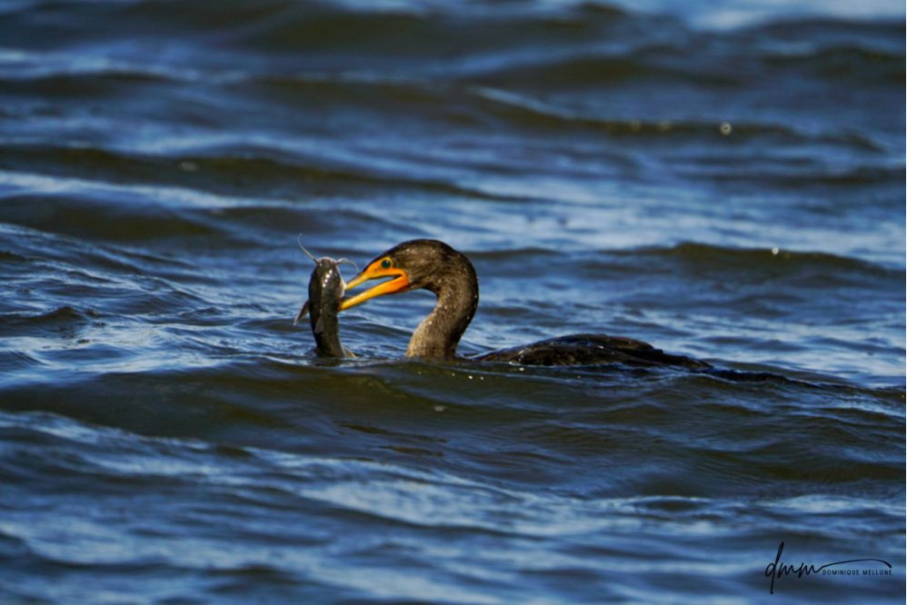 Double-Crested Cormorant-  Eating Catfish 1