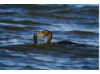 Double-Crested Cormorant-  Eating Catfish 1