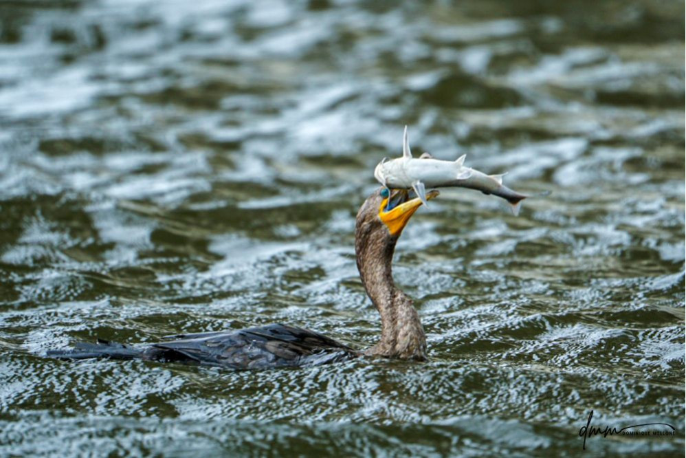 Double-Crested Cormorant-  Eating Catfish 10