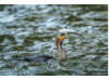 Double-Crested Cormorant-  Eating Catfish 10