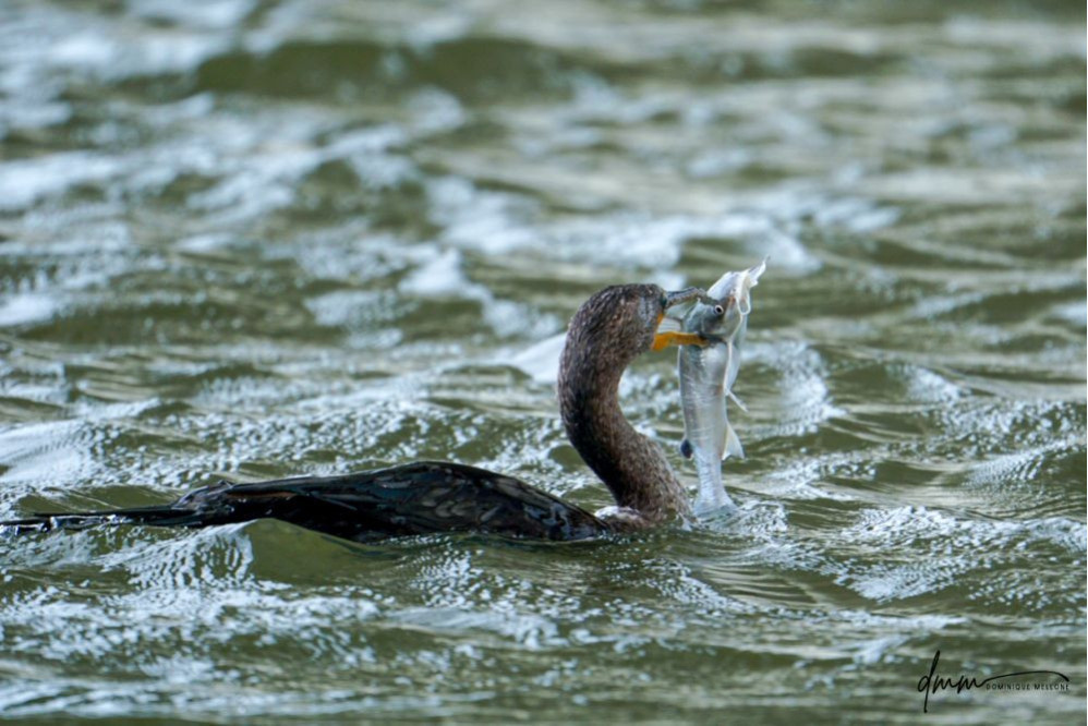 Double-Crested Cormorant-  Eating Catfish 11