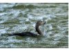 Double-Crested Cormorant-  Eating Catfish 11
