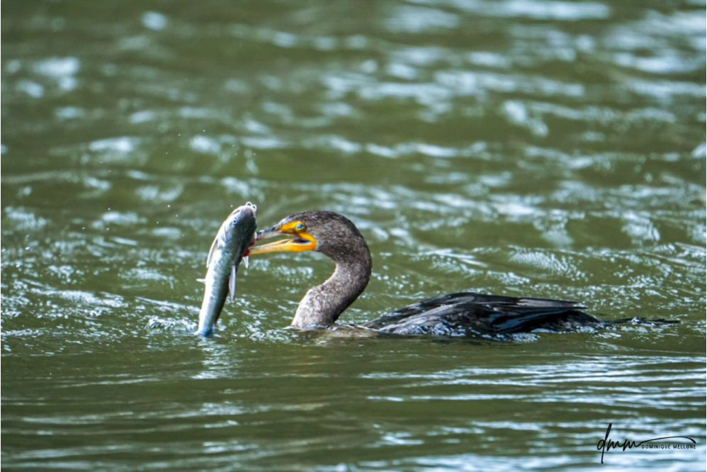 Double-Crested Cormorant-  Eating Catfish 12