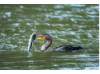 Double-Crested Cormorant-  Eating Catfish 12