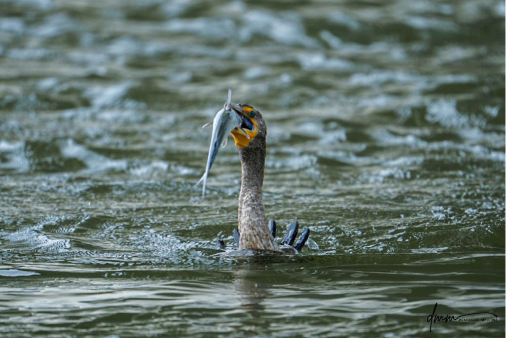 Double-Crested Cormorant-  Eating Catfish 13