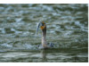 Double-Crested Cormorant-  Eating Catfish 13