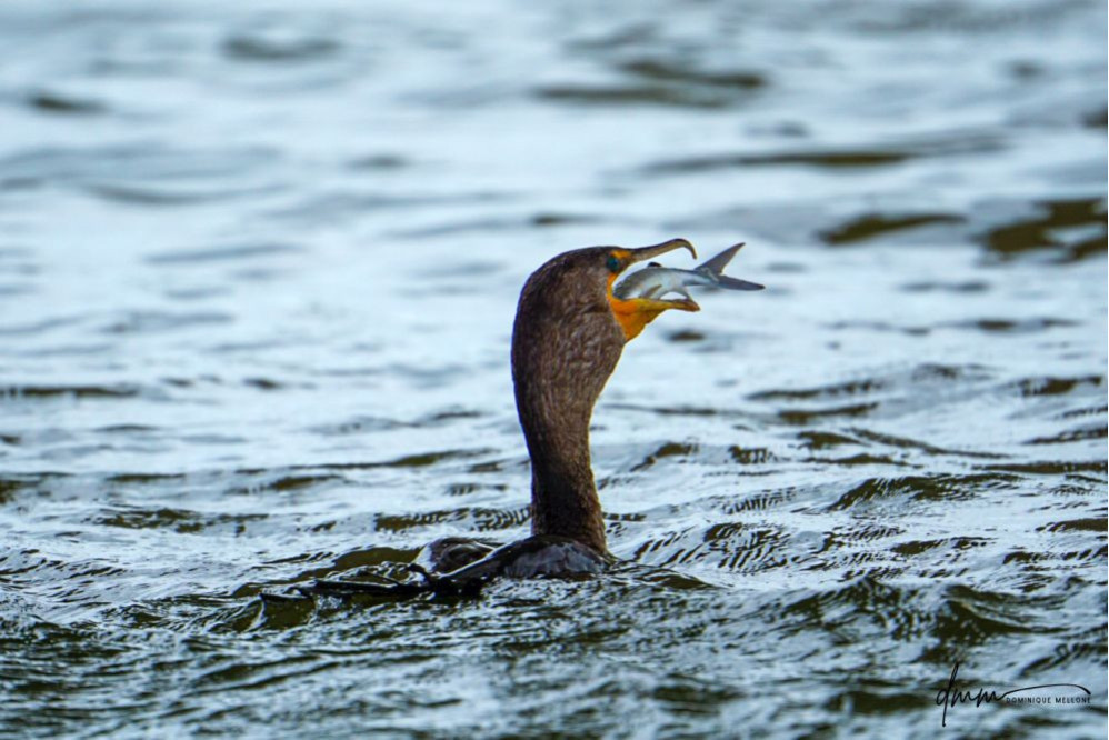 Double-Crested Cormorant-  Eating Catfish 14