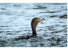 Double-Crested Cormorant-  Eating Catfish 14