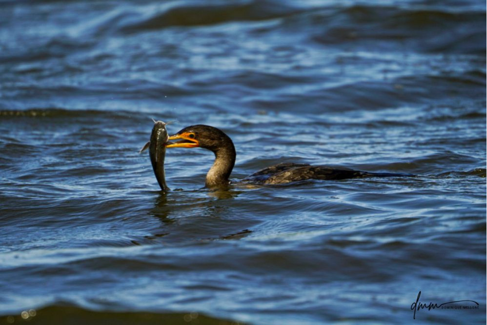 Double-Crested Cormorant-  Eating Catfish 2