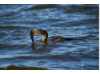 Double-Crested Cormorant-  Eating Catfish 2