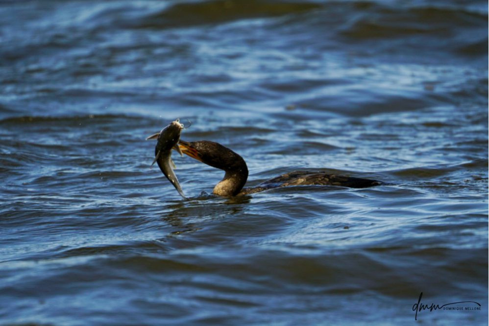 Double-Crested Cormorant-  Eating Catfish 3