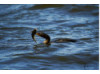 Double-Crested Cormorant-  Eating Catfish 3