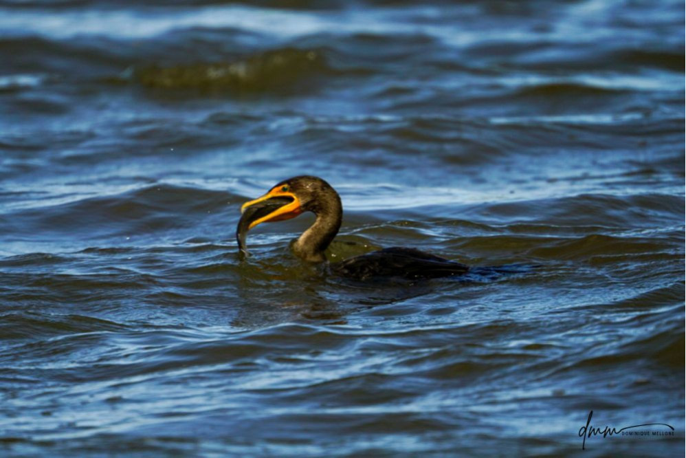 Double-Crested Cormorant-  Eating Catfish 4