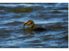 Double-Crested Cormorant-  Eating Catfish 4