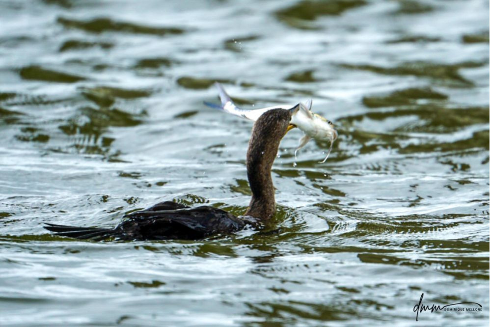 Double-Crested Cormorant-  Eating Catfish 5