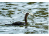 Double-Crested Cormorant-  Eating Catfish 5