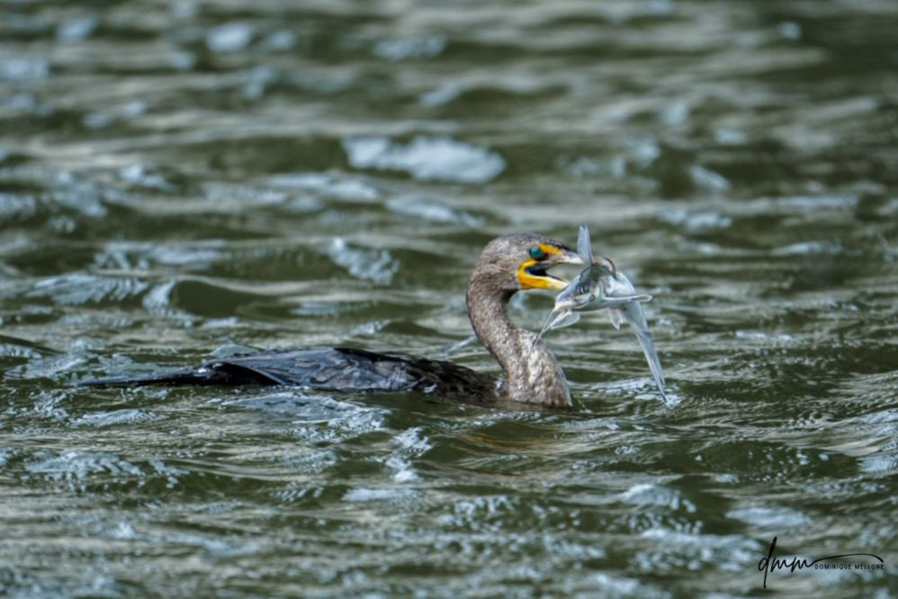 Double-Crested Cormorant-  Eating Catfish 6