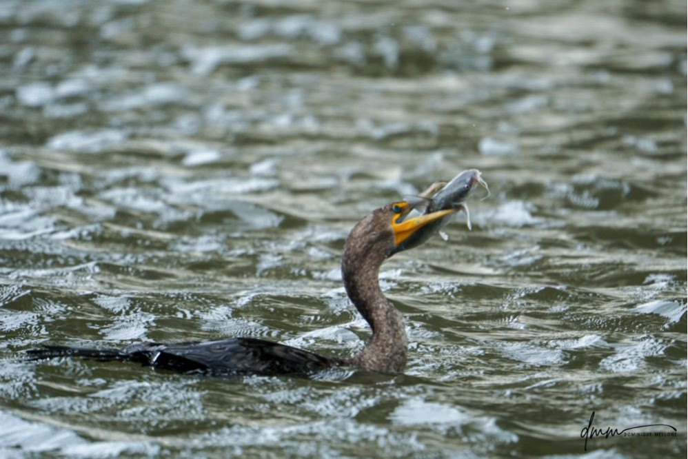 Double-Crested Cormorant-  Eating Catfish 7