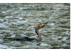 Double-Crested Cormorant-  Eating Catfish 7
