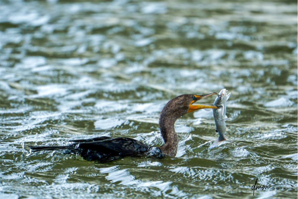 Double-Crested Cormorant-  Eating Catfish 8