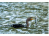 Double-Crested Cormorant-  Eating Catfish 8