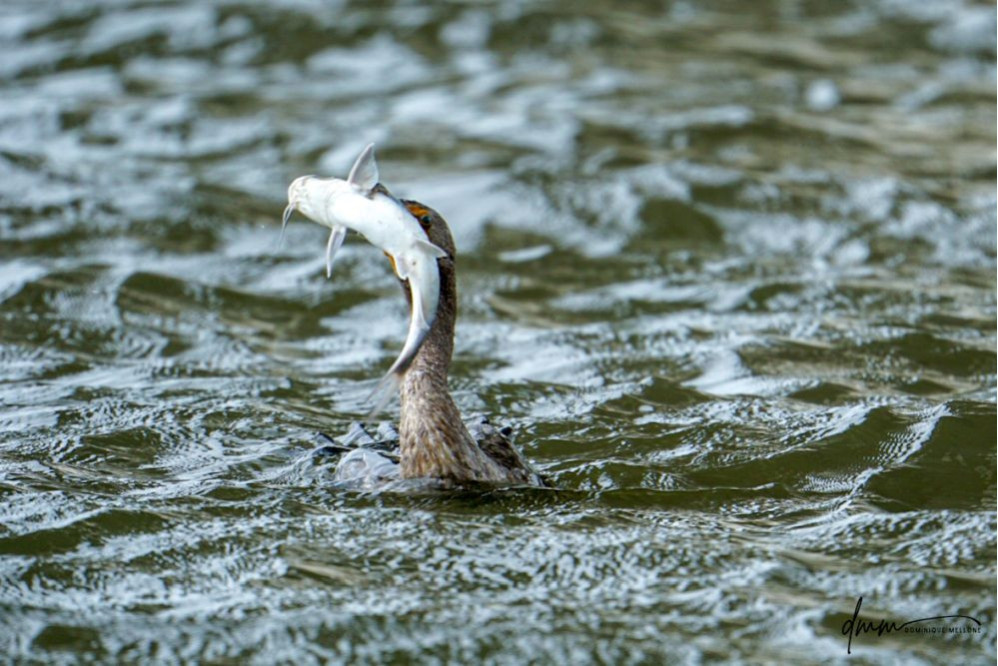 Double-Crested Cormorant-  Eating Catfish 9