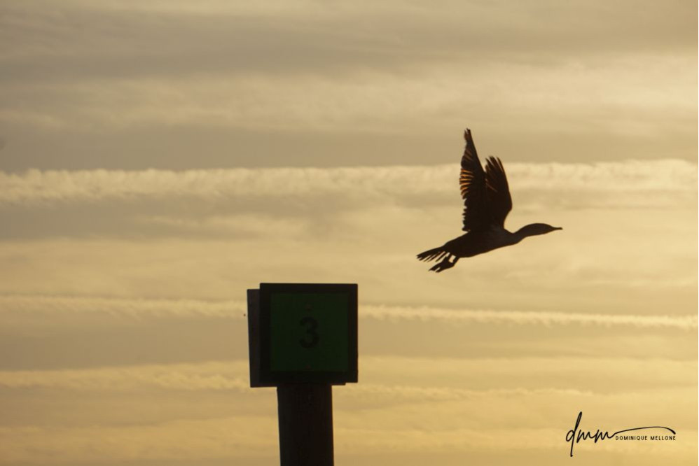 Double-Crested Cormorant- Flying