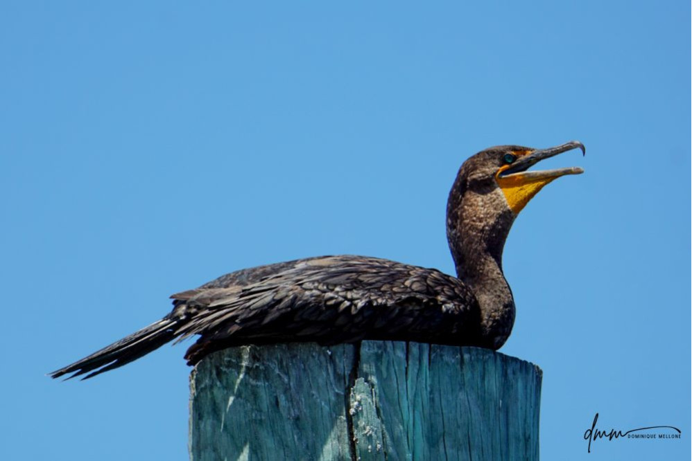 Double-Crested Cormorant- Lying On Post 2