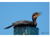 Double-Crested Cormorant- Lying On Post 2