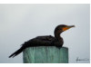 Double-Crested Cormorant- Lying on Post 1