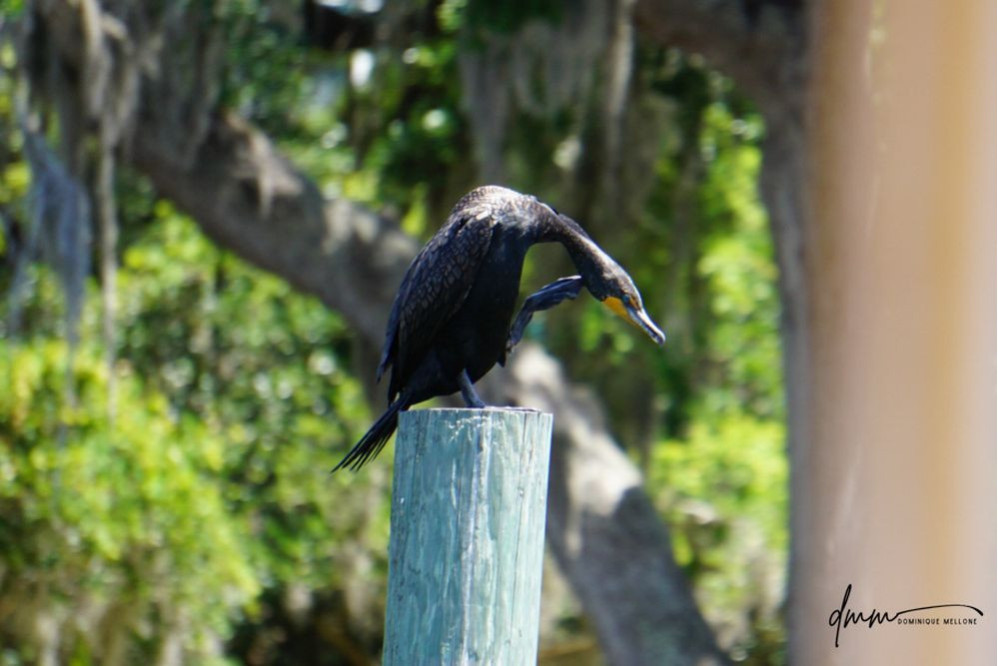 Double-Crested Cormorant- Scratching