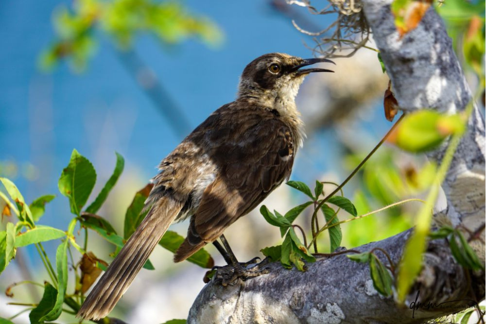 Galápagos Mockingbird- 1