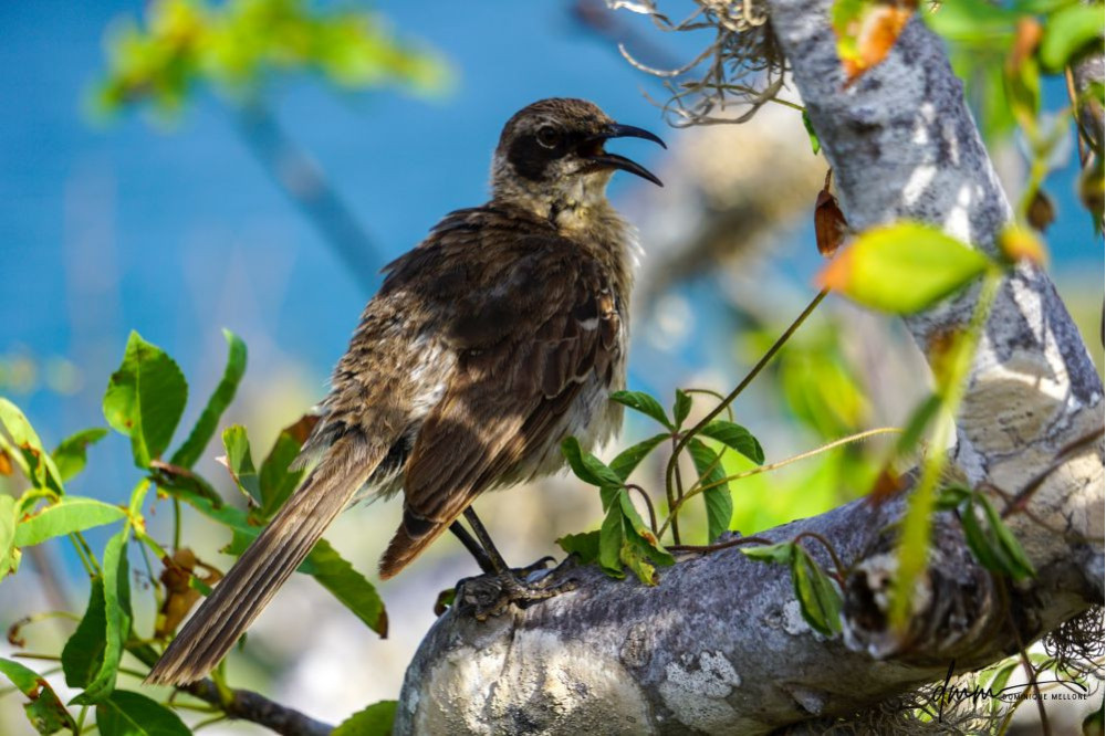 Galápagos Mockingbird- 2