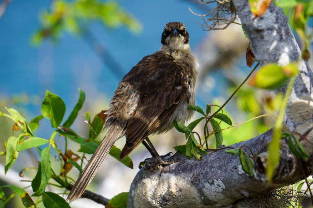 Galápagos Mockingbird- 3