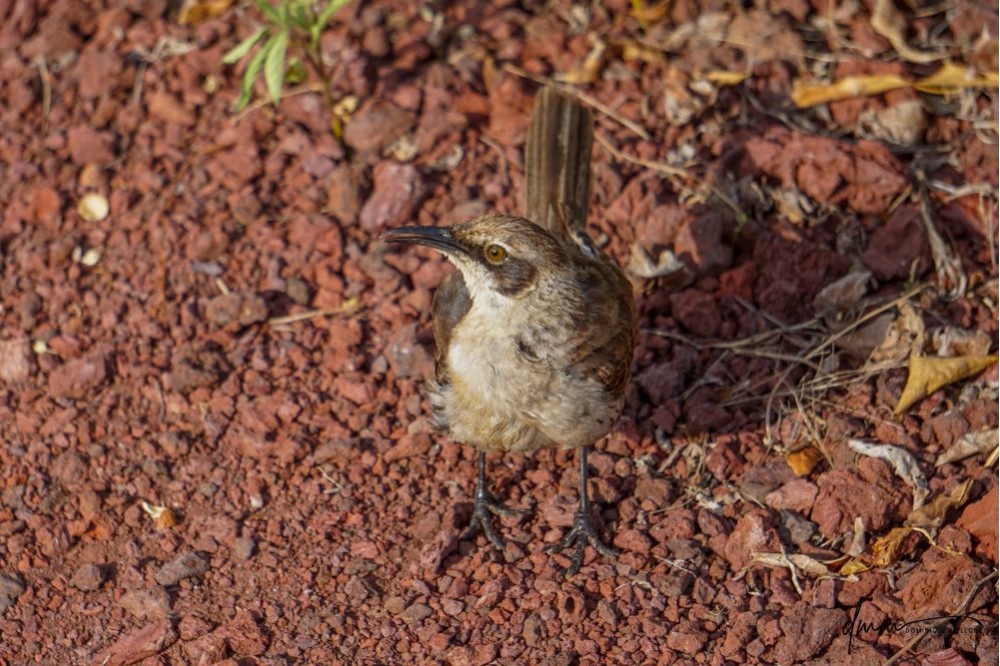 Galápagos Mockingbird- 4