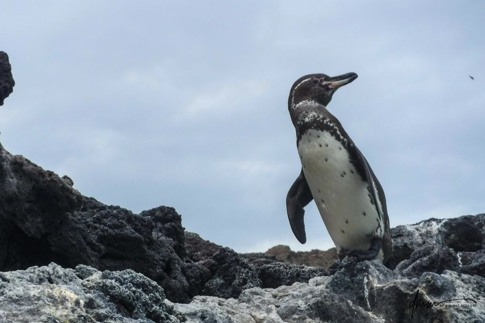 Galápagos Penguin- On Rocks 1