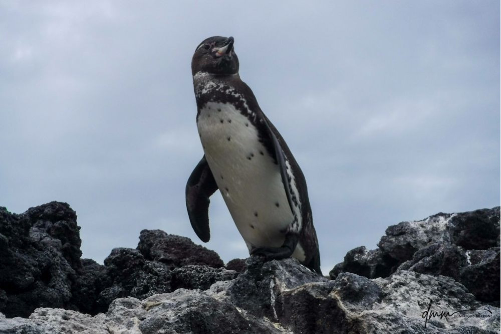 Galápagos Penguin- On Rocks 2