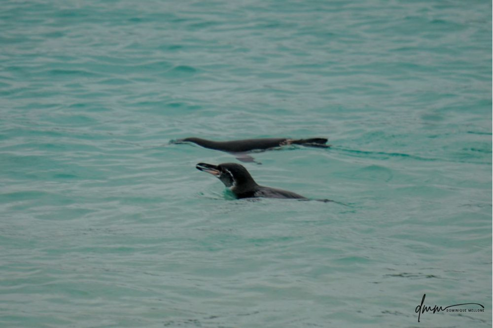 Galápagos Penguin- Swimming